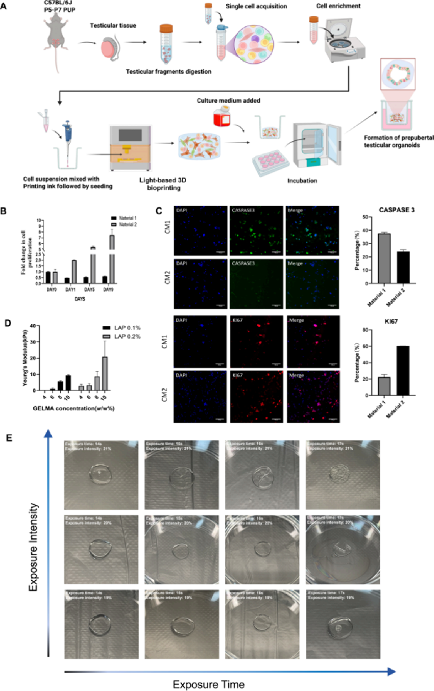 图1.生物墨水组成和打印参数优化