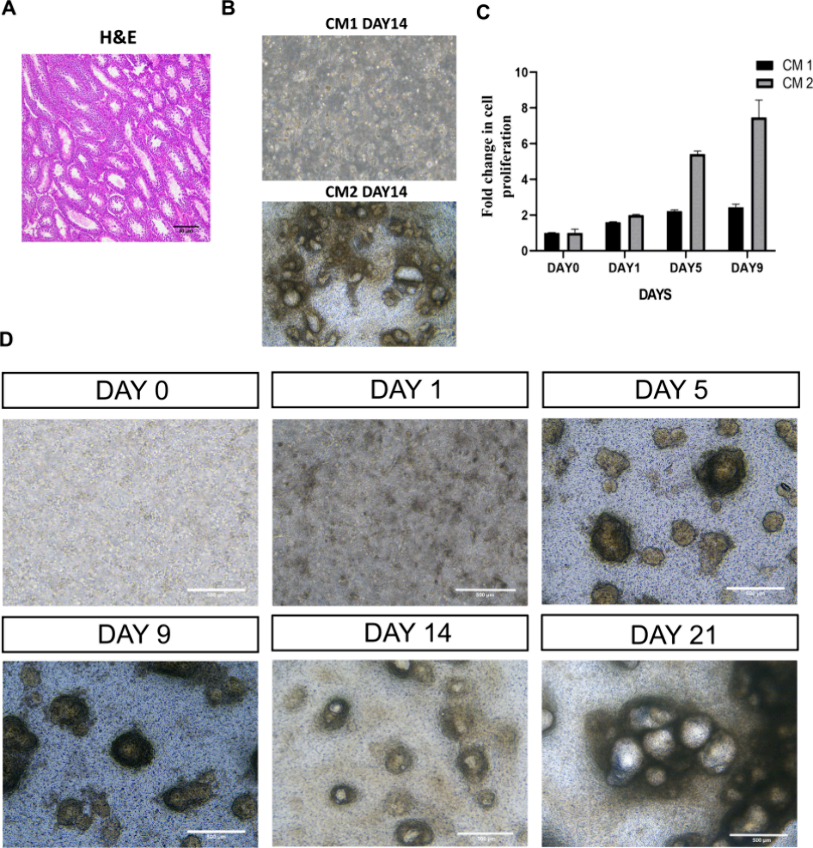 图2.类器官形成和基本特征分析