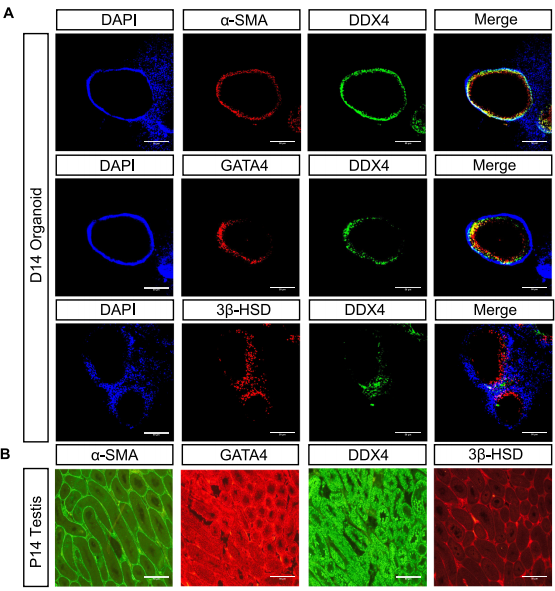 图3.类器官成熟和细胞类型分析