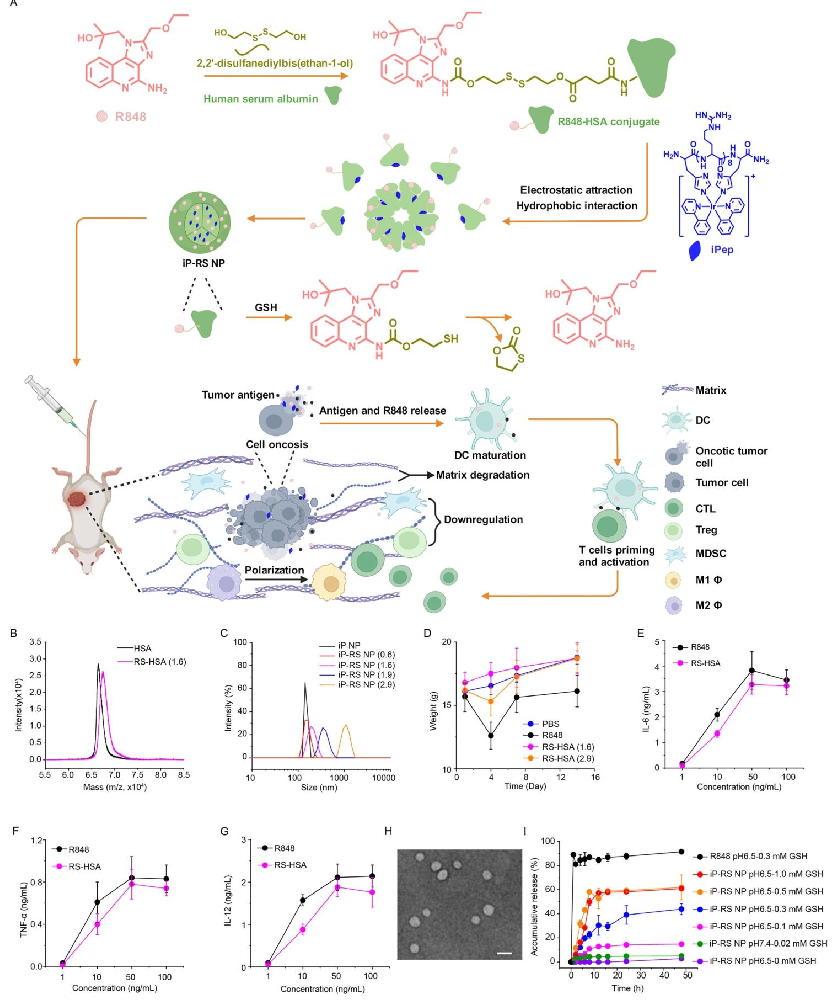 图1：iP-RS NP 的构建与表征