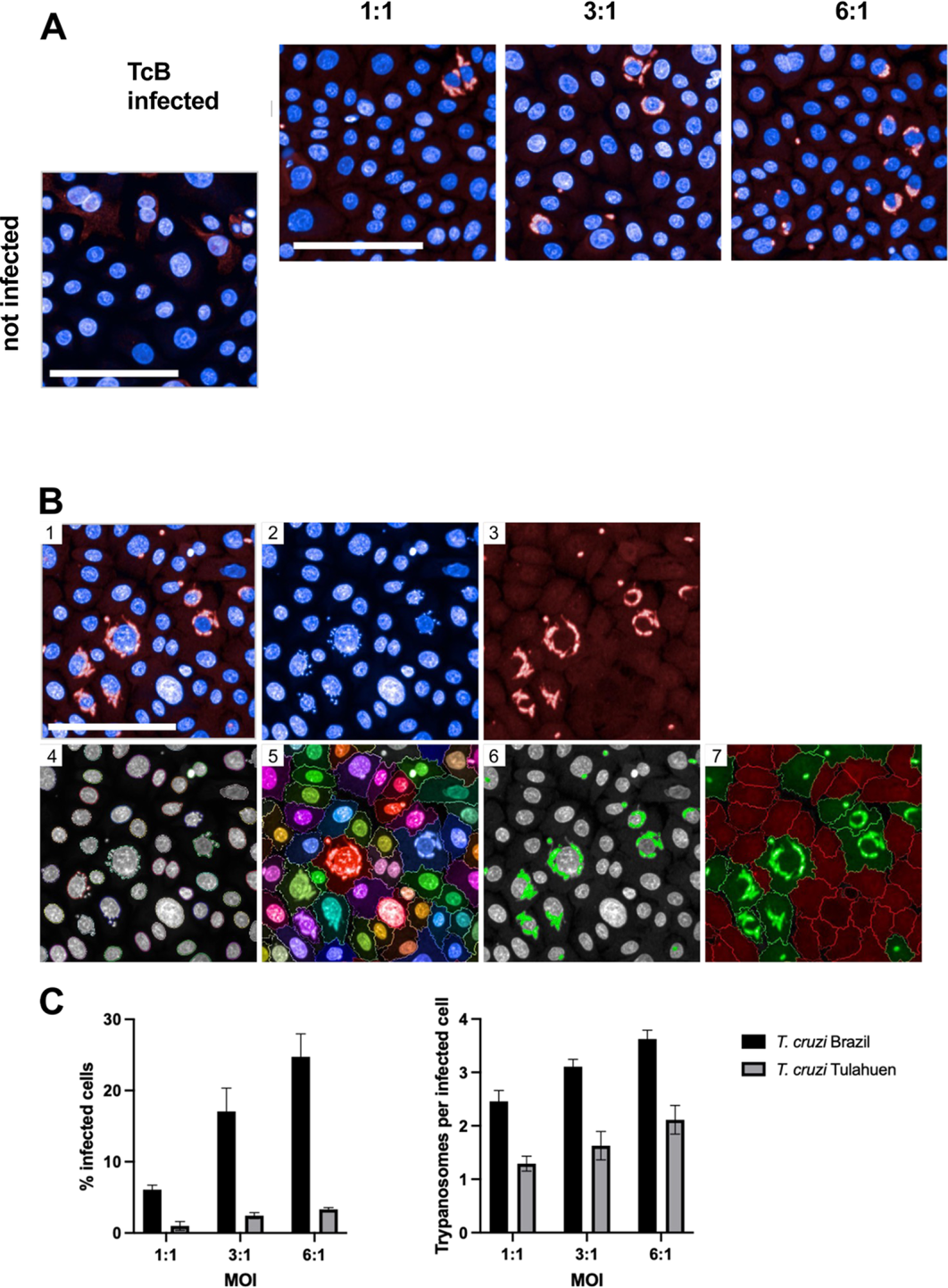 Figure 2：NK 细胞对感染角质形成细胞的活化反应