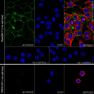88.jpg CD11b ICC实验结果图