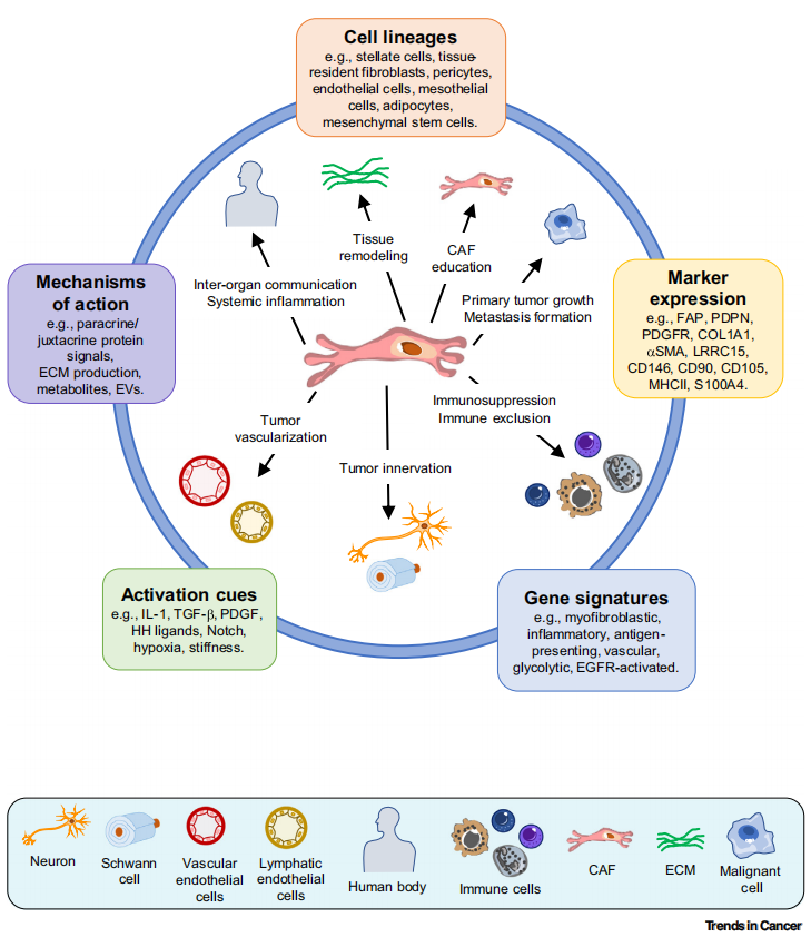 Figure 2：LPHN-CRISPR 的靶向摄取与响应性释放