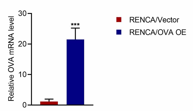 RENCA-OVA细胞qPCR鉴定图.jpg