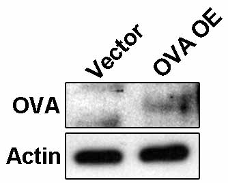 RENCA -OVA 细胞WB检测图.jpg
