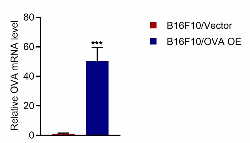 B16F10-OVA细胞qPCR鉴定图.jpg
