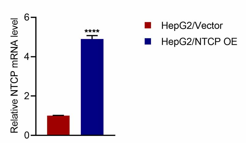 HepG2-NTCP细胞qPCR鉴定图.jpg