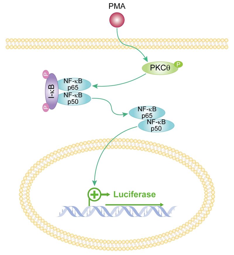 THP-1-NF-κB-Nluc-puro  NFKB信号通路示意图.jpg