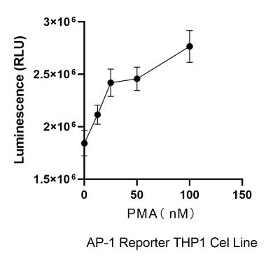 THP-1-AP-1-Nluc-puro PMA激活验证实验图.jpg