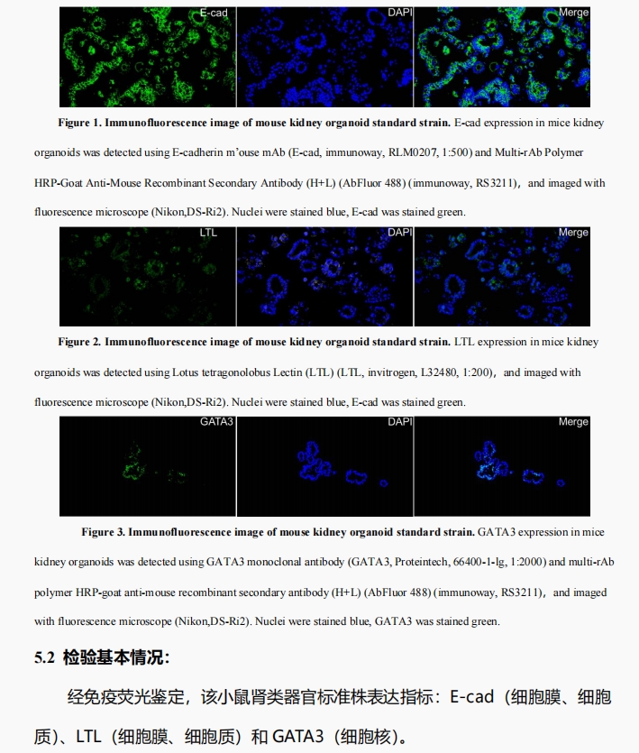 小鼠肾类器官标准株免疫荧光鉴定图.png