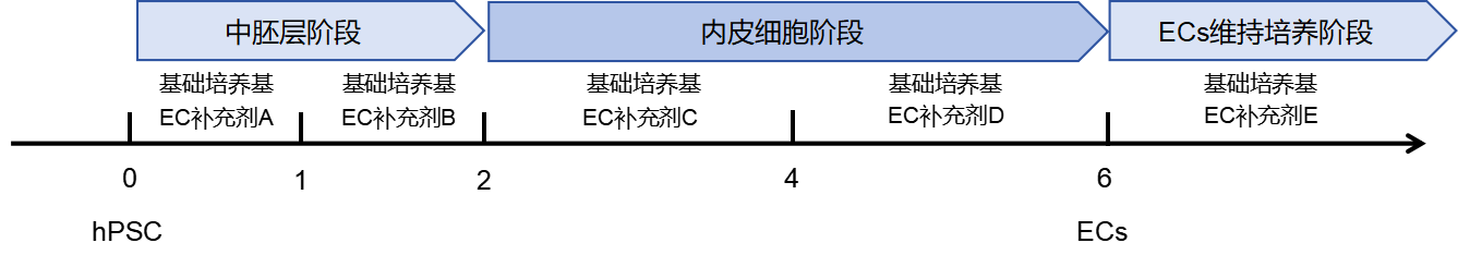 人诱导多能干细胞(hPSC)高效定向分化为内皮细胞流程图.png