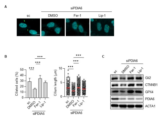 Figure 2：抑制铁死亡可逆转 PDIA6 缺失所致的纤毛异常