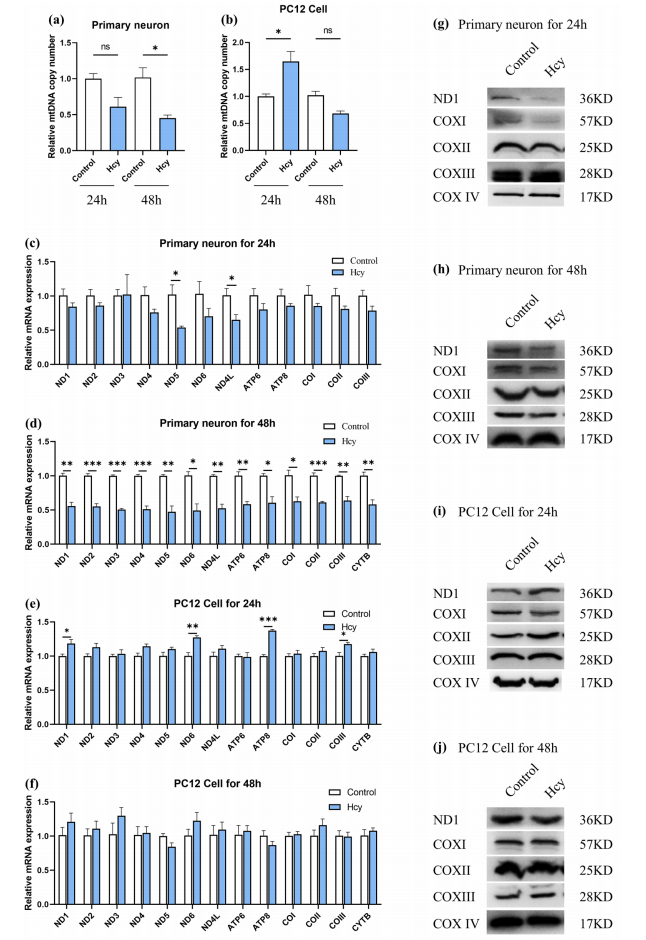 Fig.2：Hcy 对 mtDNA 拷贝数及基因表达的双向调控