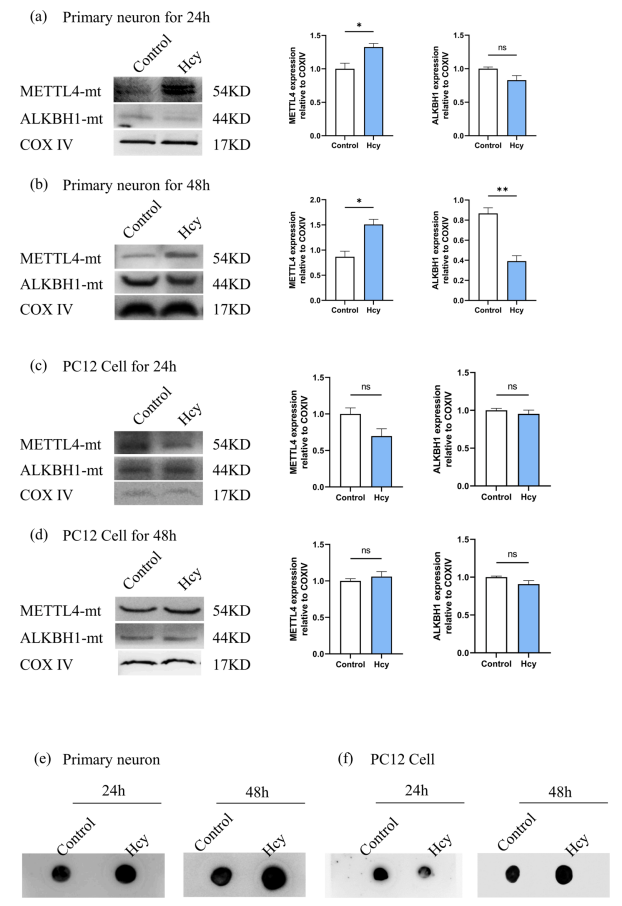 Fig.3：mtDNA 6mA 修饰是细胞差异反应的关键
