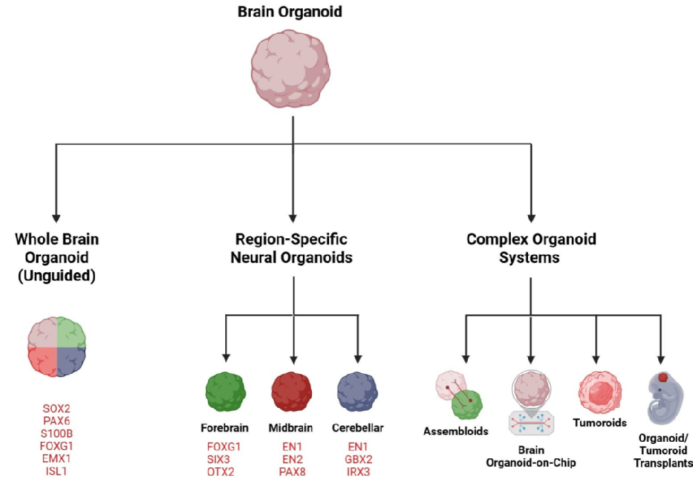 图1展示了脑类器官的分类及其构建方法。