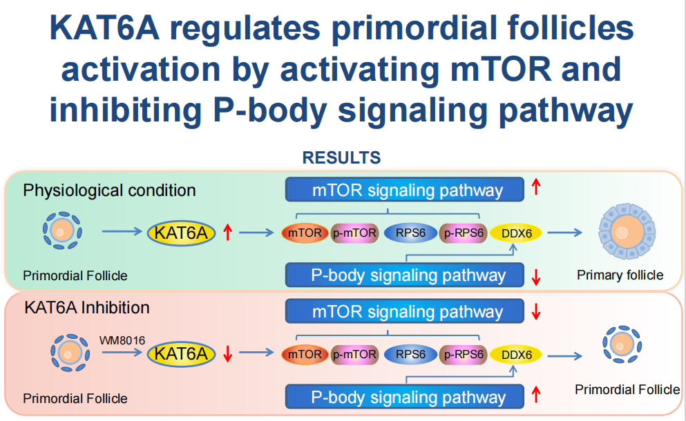 卵巢"青春开关"！双通路调控卵泡激活，攻克早衰新靶点研究背景图