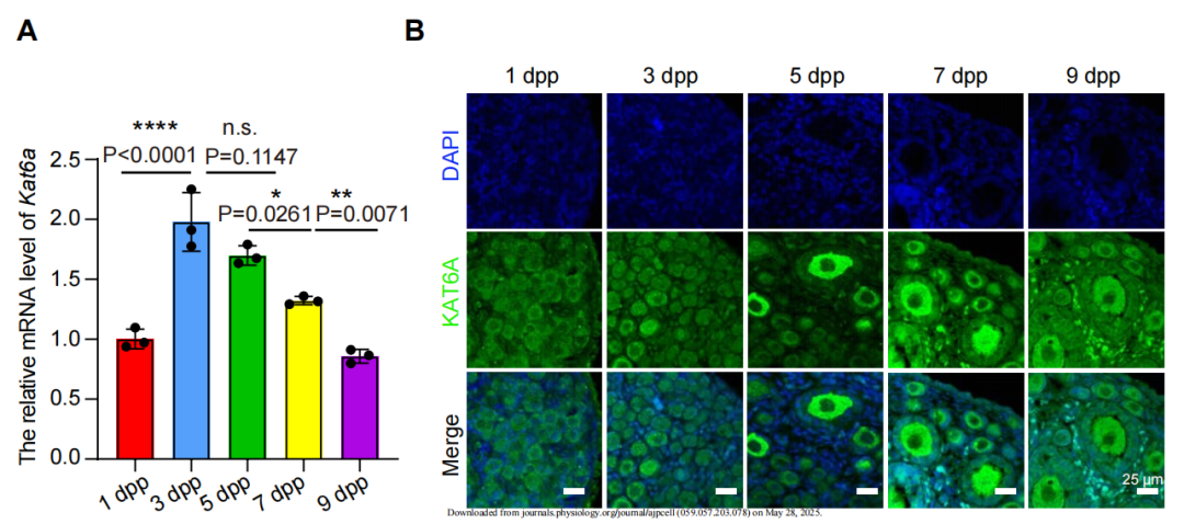 Figure 1：KAT6A在卵泡激活高峰期特异性高表达