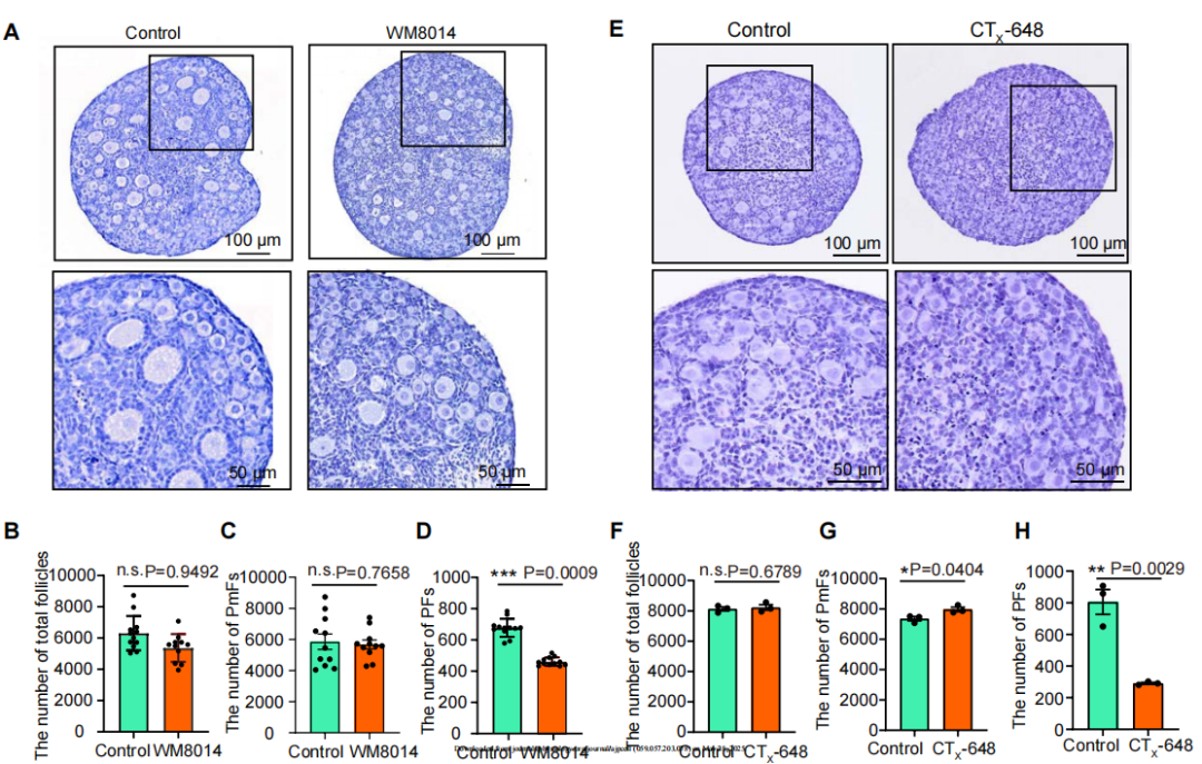 Figure 2：KAT6A抑制剂显著阻断原始卵泡转化