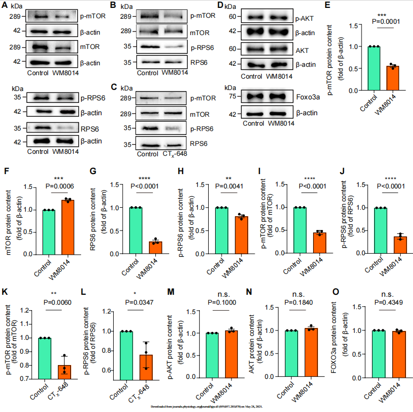 Figure 3：KAT6A通过mTOR通路驱动卵泡激活