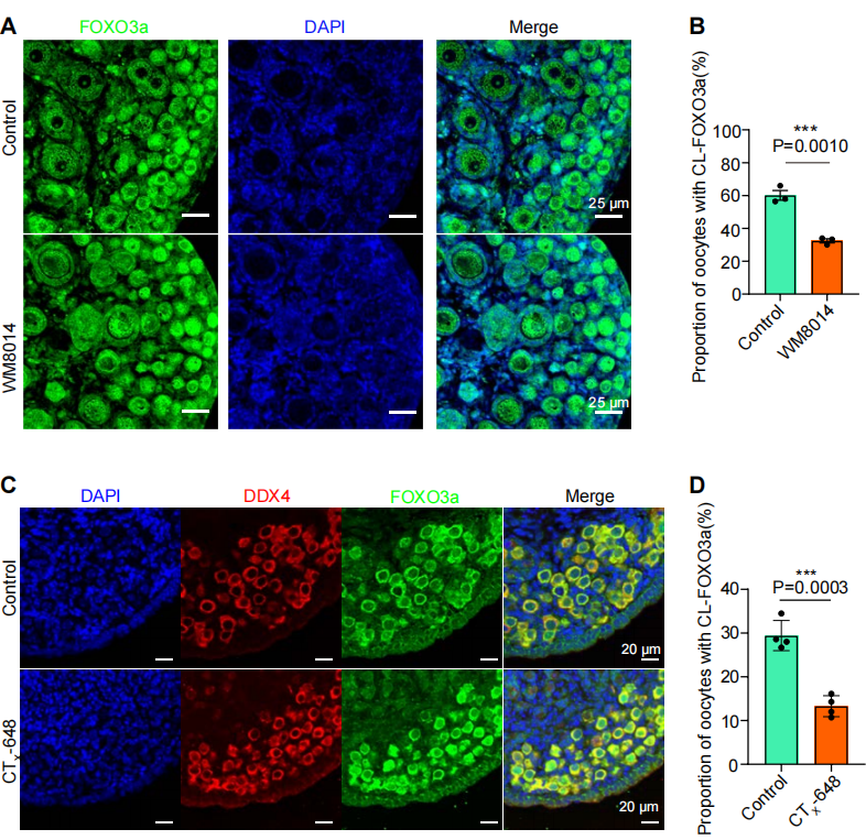 Figure 4：KAT6A调控FOXO3a核质穿梭决定卵泡命运