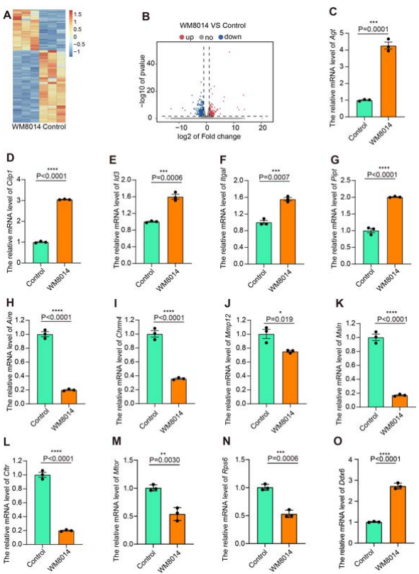 Figure 5-6：KAT6A抑制P-body通路释放卵泡休眠1