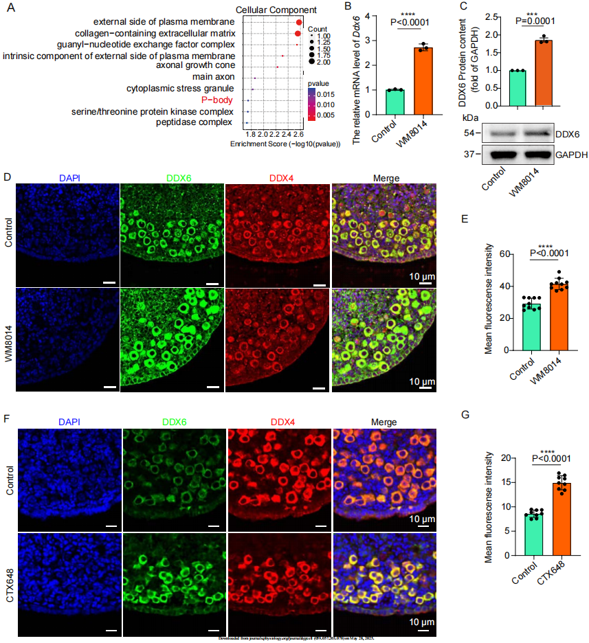 Figure 5-6：KAT6A抑制P-body通路释放卵泡休眠2