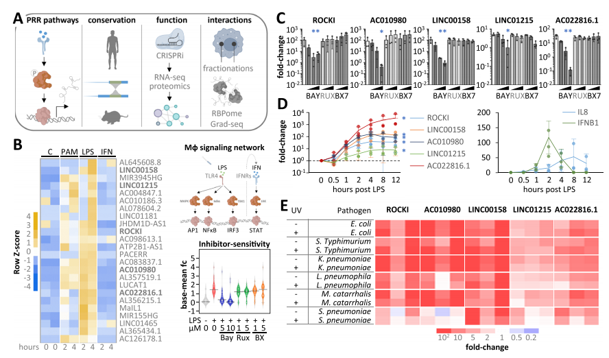 图2：NFκB 通路驱动巨噬细胞 lncRNA 的时序性激活
