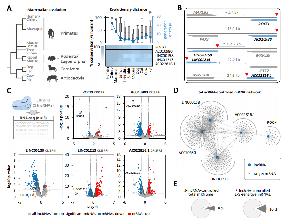 图3：lncRNA 缺失对巨噬细胞转录组和蛋白质组的系统性影响