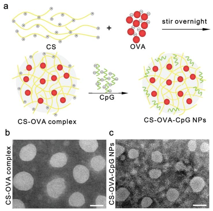 图1：CS–OVA–CpG 纳米粒的制备与表征