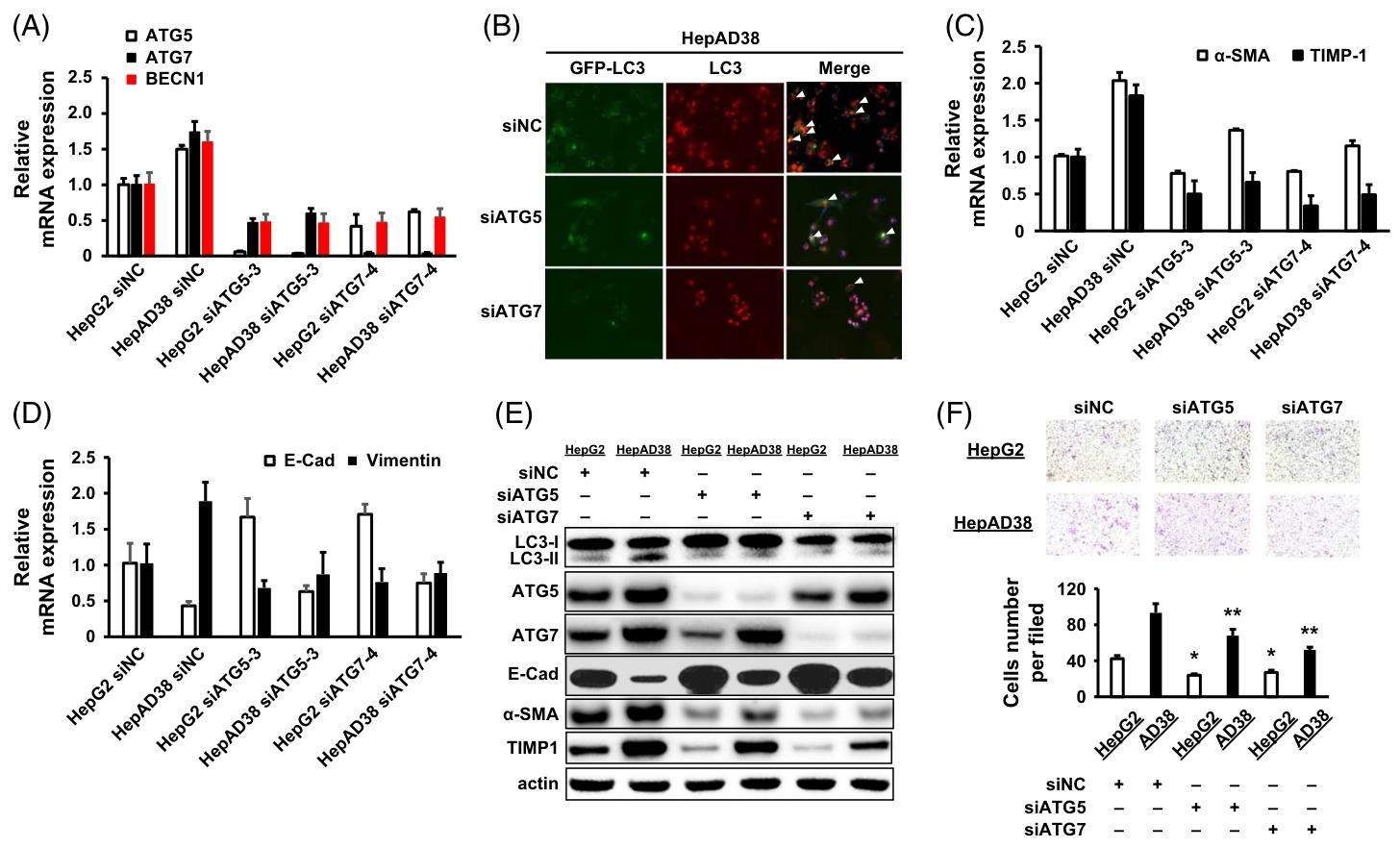 图3：HBV 诱导的 EMT、肝纤维化和 HCC 侵袭依赖自噬