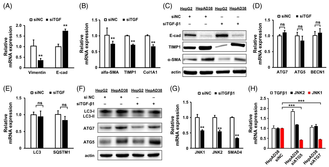 图6：JNK 与 TGF-β1 相互作用调控 HBV 诱导的自噬