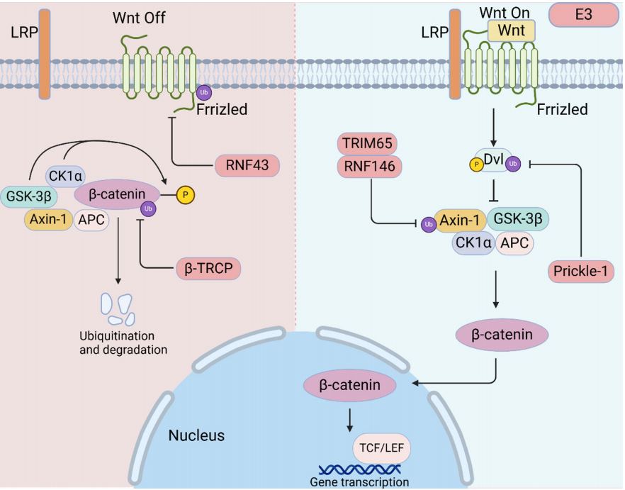 图2：Wnt/β-catenin通路的泛素化失衡