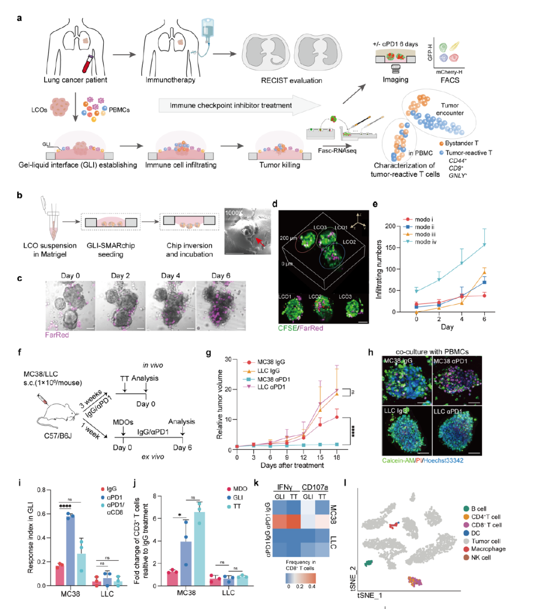 图2 GLI 共培养模型的建立与验证