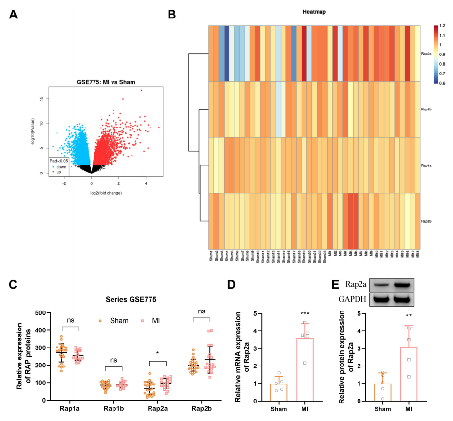 图1(A-C显示GEO数据分析结果，D-E为实验验证)
