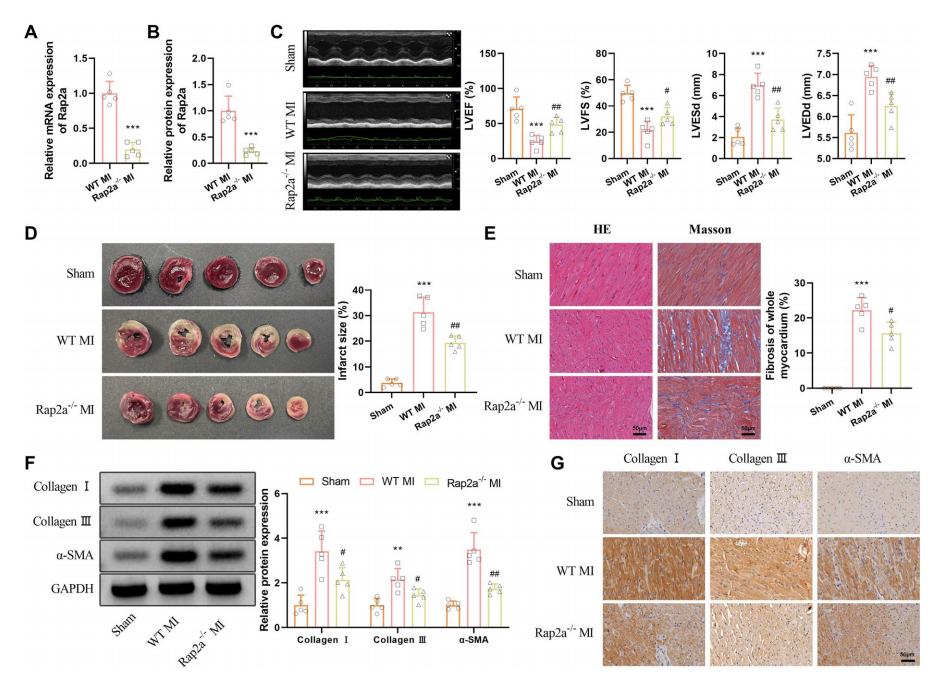 图2(A-B为敲除验证，C-G为功能与病理结果)