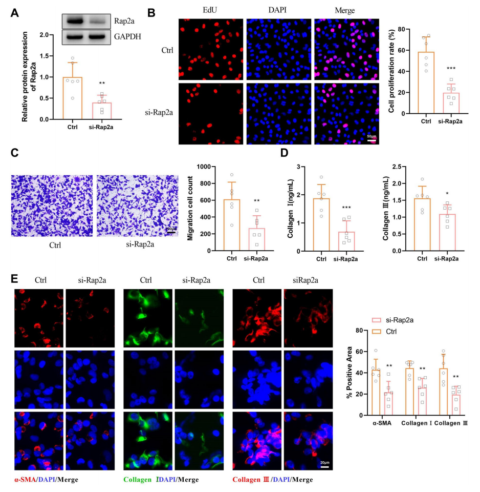 图3(A为敲低验证，B-E为功能实验)