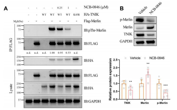 图3B.Rap2a与TNIK结合并增强其活性：免疫共沉淀证实两者直接相互作用
