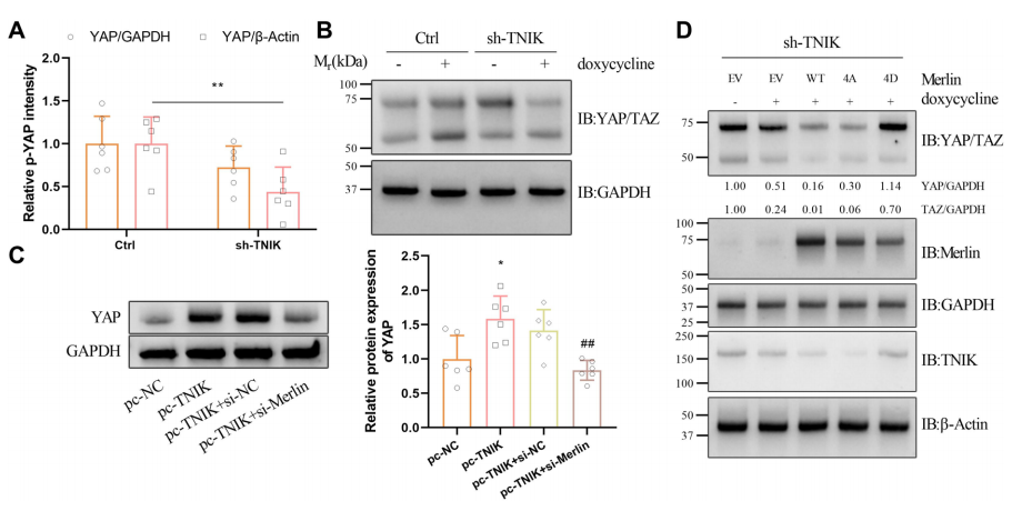 图4.TNIK磷酸化Merlin，激活YAP信号：抑制TNIK可减少Merlin磷酸化，并下调YAP表达