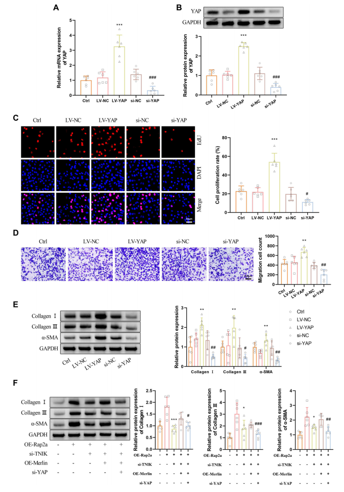 图5.YAP调控成纤维细胞功能：过表达YAP逆转了Rap2a缺失对CFs的抑制效应