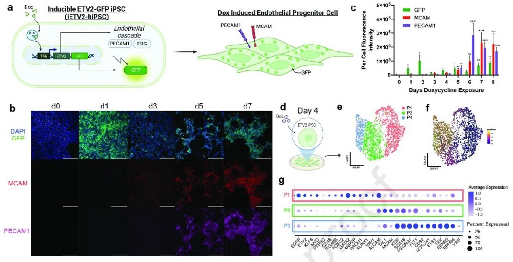 图1:展示了iETV2-hiPSCs在体外诱导形成内皮细胞的过程