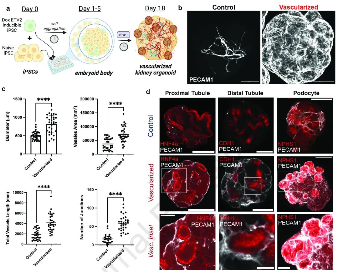 图2:展示了iETV2-hiPSCs在肾类器官中形成集成内皮网络并保持关键肾实质细胞类型的存在。