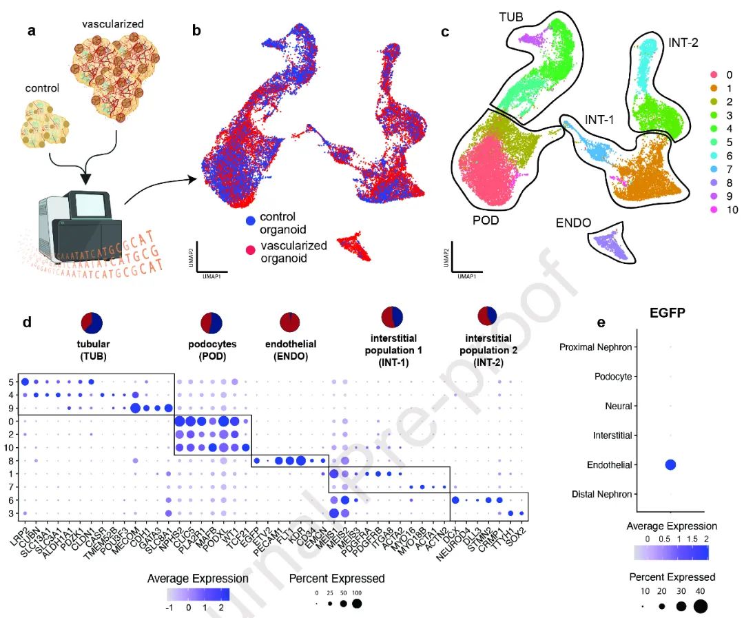 图3:展示了单核RNA测序(snRNAseq)分析结果。