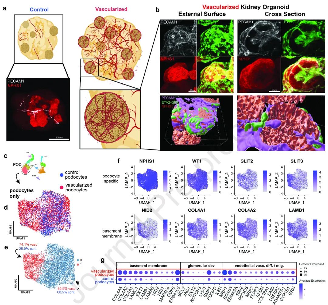 图4:展示了血管化肾类器官中足细胞的更大分化和内皮细胞相互作用的改善