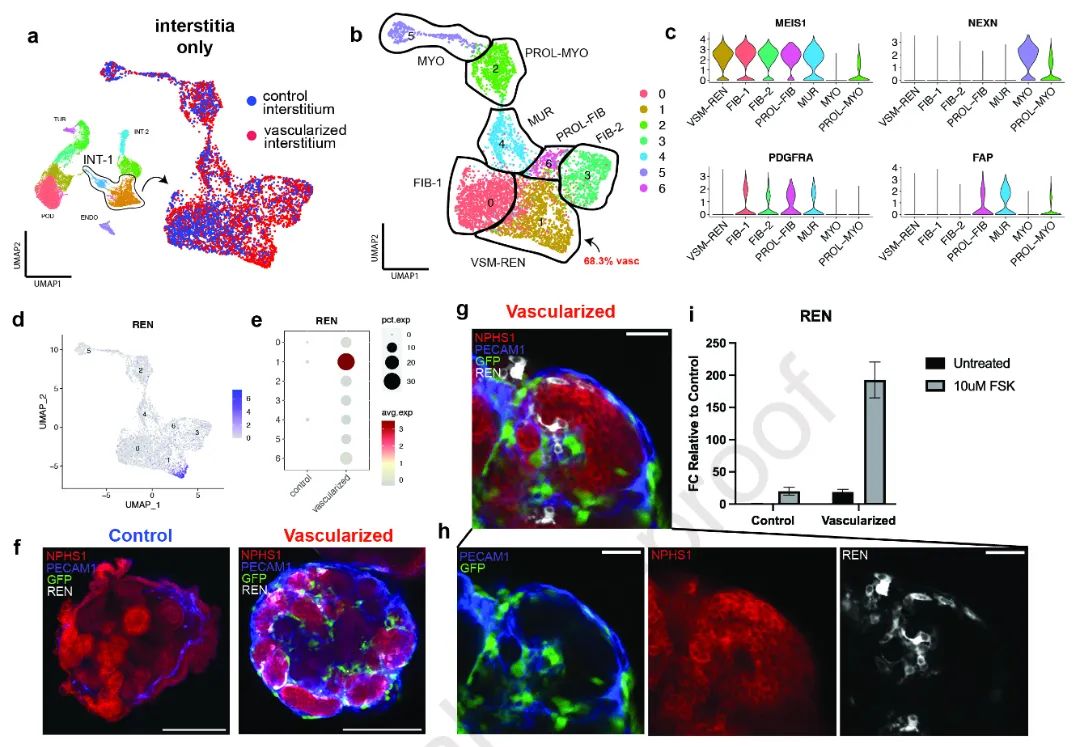 图5:展示了血管化肾类器官中的相关情况。