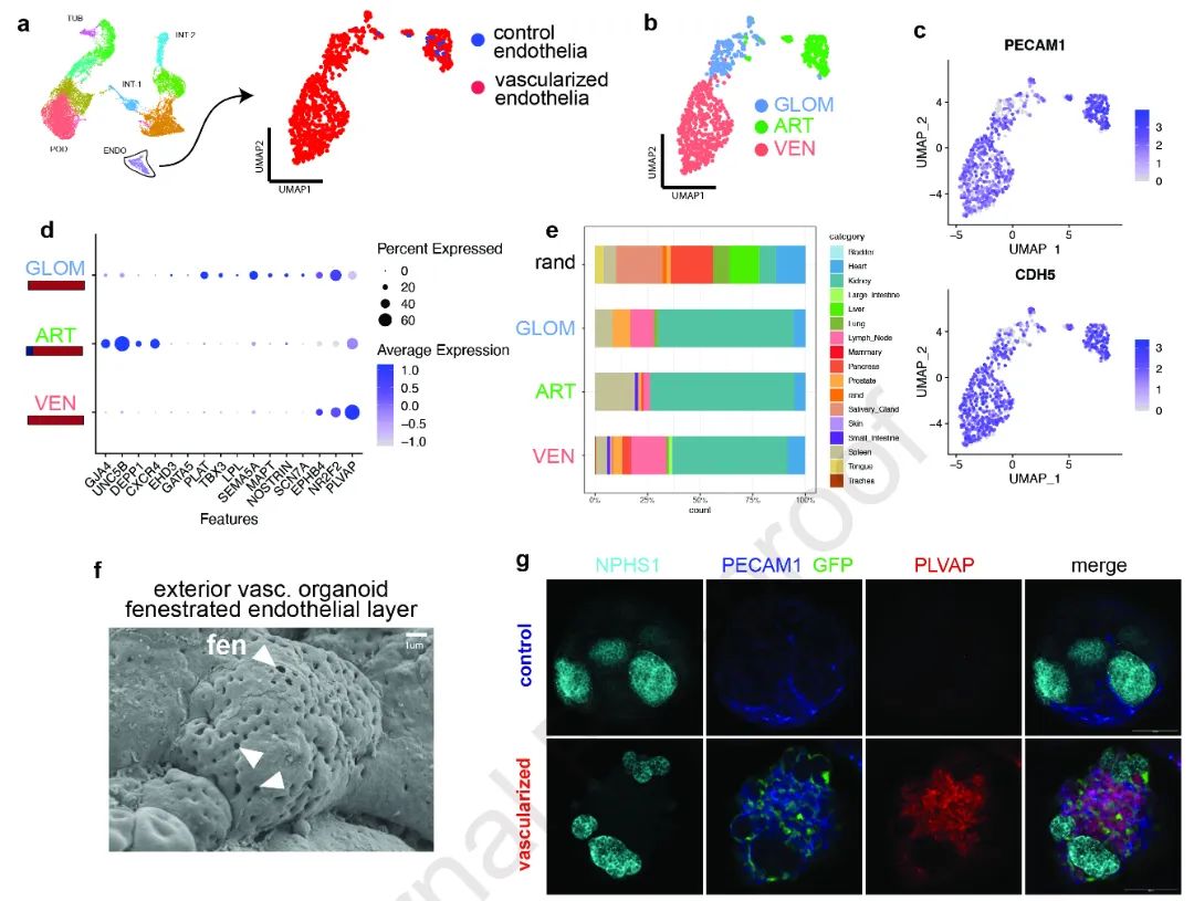 图6:详细展示了iETV2-hiPSCs在肾类器官中的成功分化及其器官特异性成熟。