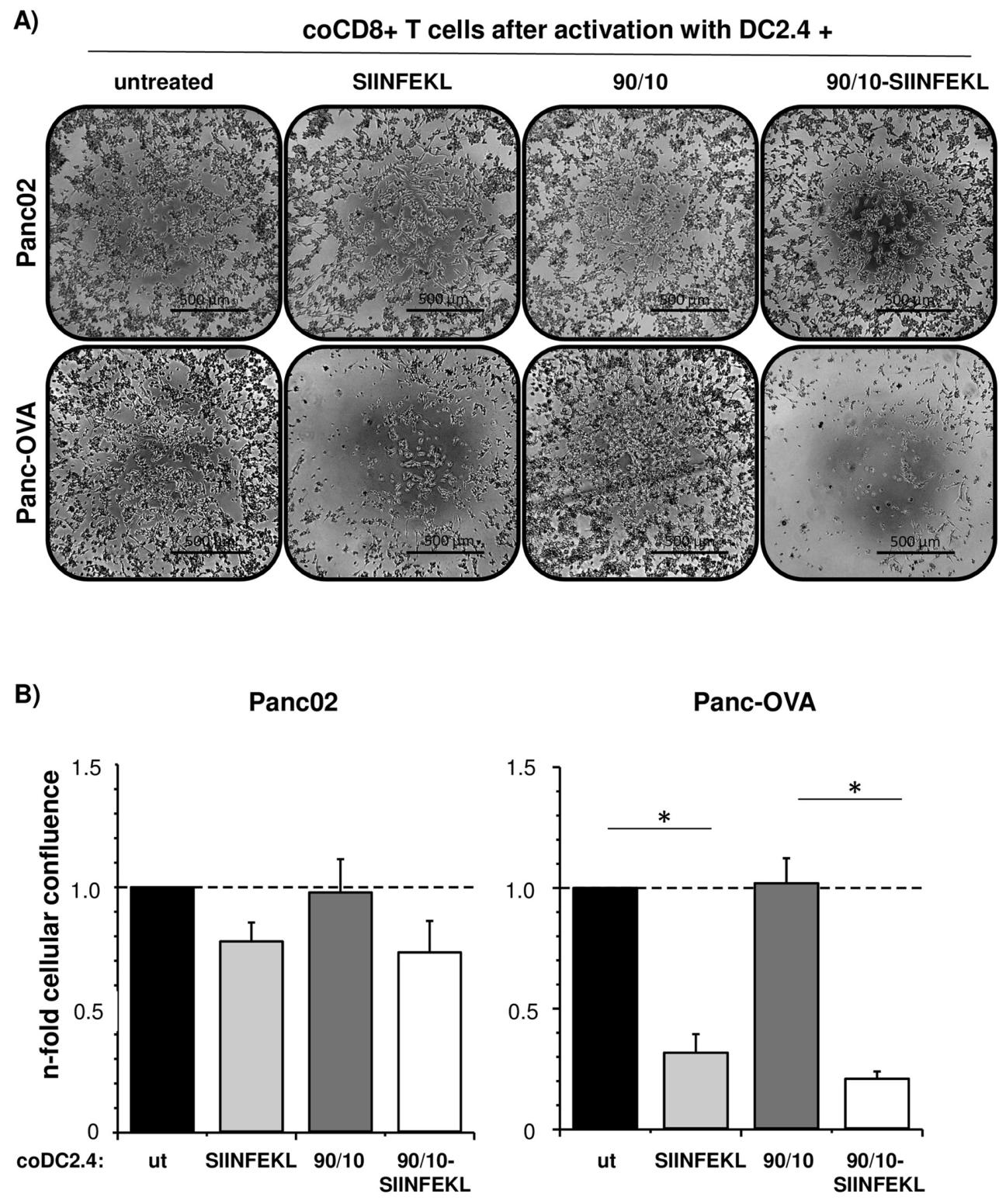 图5：活化的 CD8⁺ T 细胞特异性杀伤肿瘤细胞