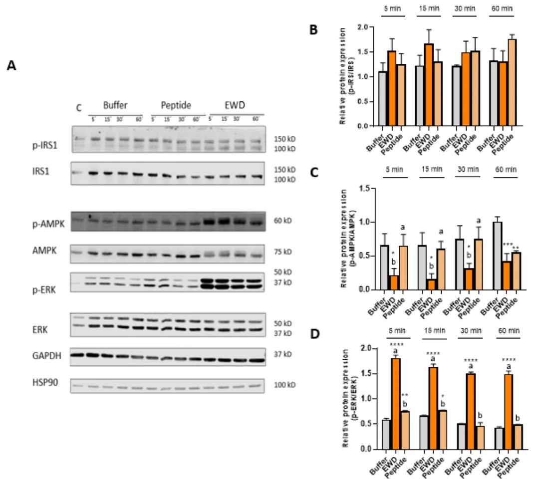 图2 在STC-1细胞中添加肽段123WIRGCRL129(1 mM)或EWD(2 mg/mL)或缓冲液后的5、15、30和60分钟，检测了p-IRS1、IRS1、p-AMPK、AMPK、p-ERK、ERK、GAPDH和HSP90的表达情况