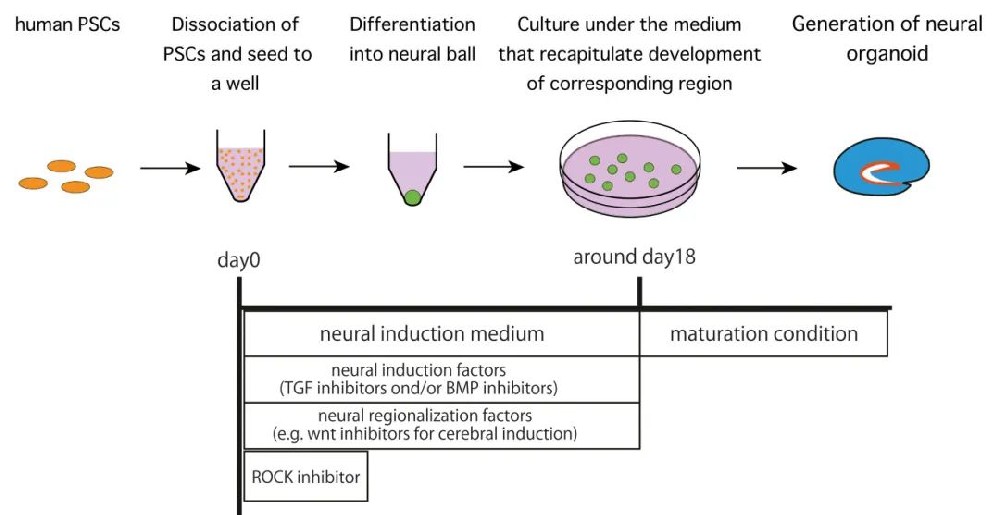 图1 快速聚集的胚状体样聚集体(SFEBq)无血清漂浮培养生成神经类器官