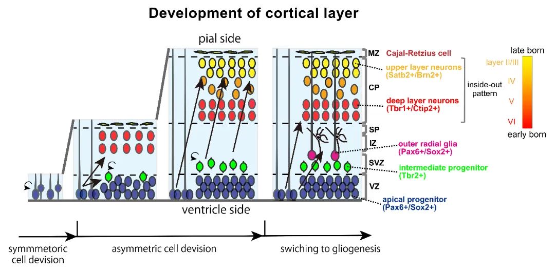图2 皮质层的发育