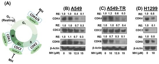 图3：MH 通过抑制 CDK4/6 和 CDC2 阻滞细胞周期